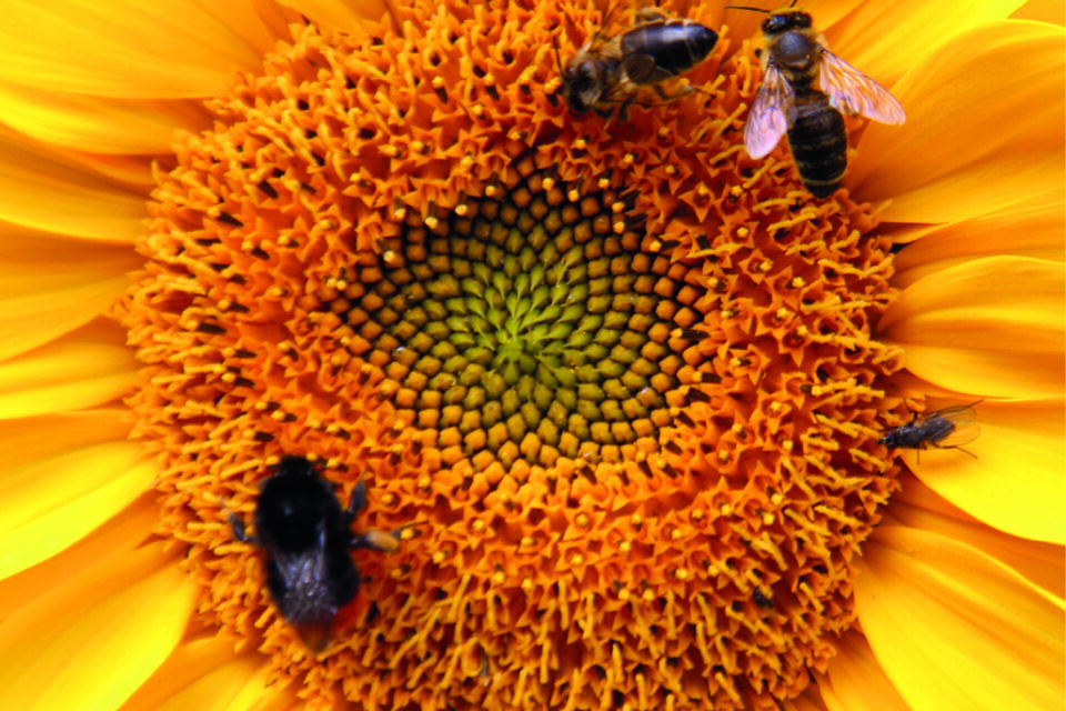 Bienen- und Schmetterlingsgärten für das Zillertal – Aber wie?